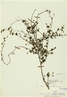 藏品(澎湖金午時花)的圖片